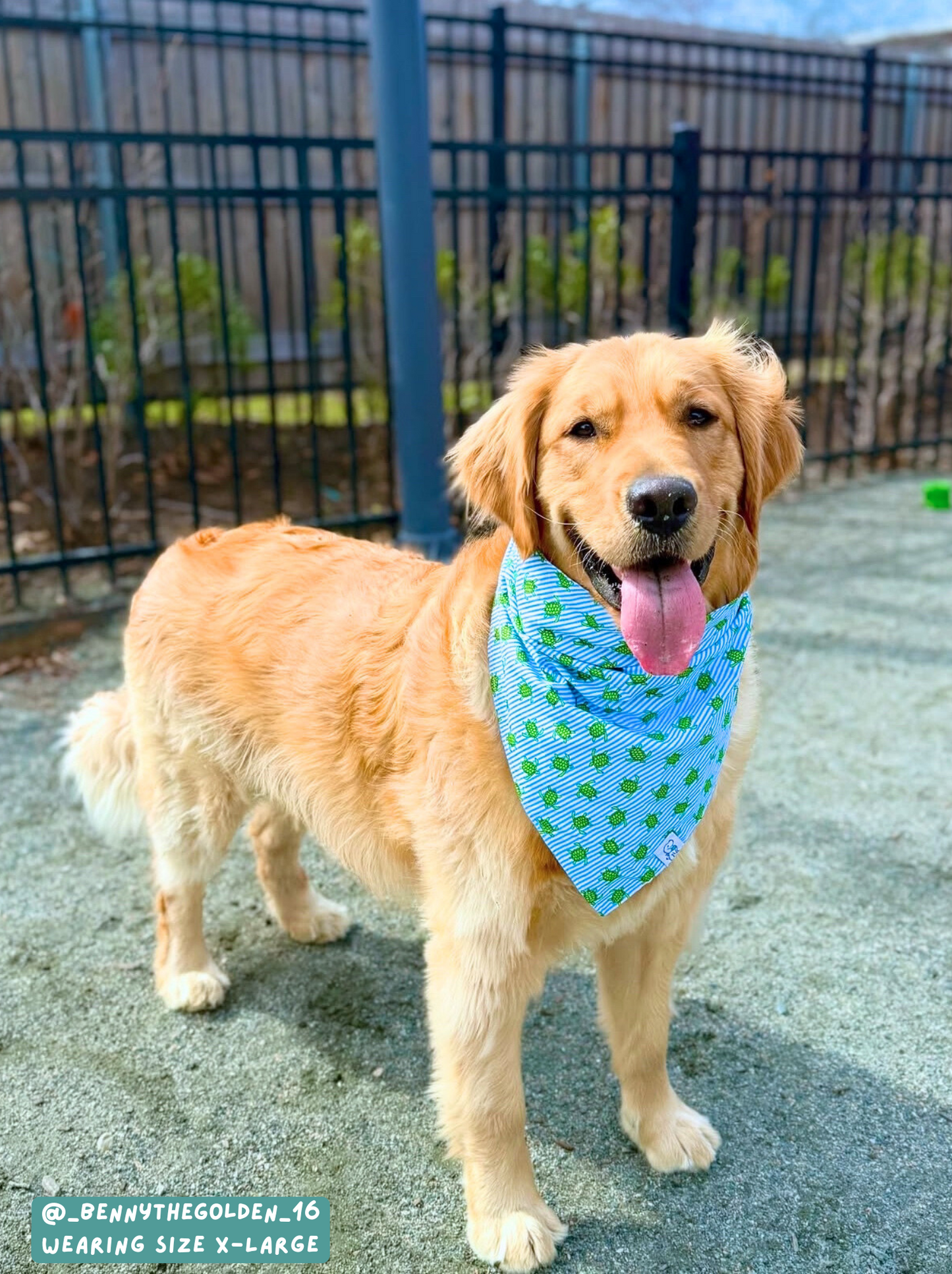 Shell Yeah - Bandana