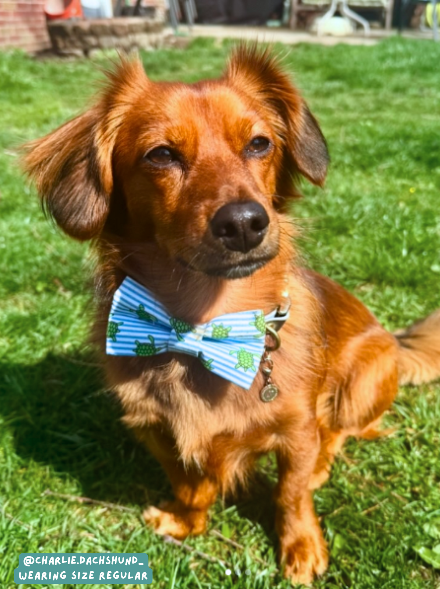 Shell Yeah - Bow Tie
