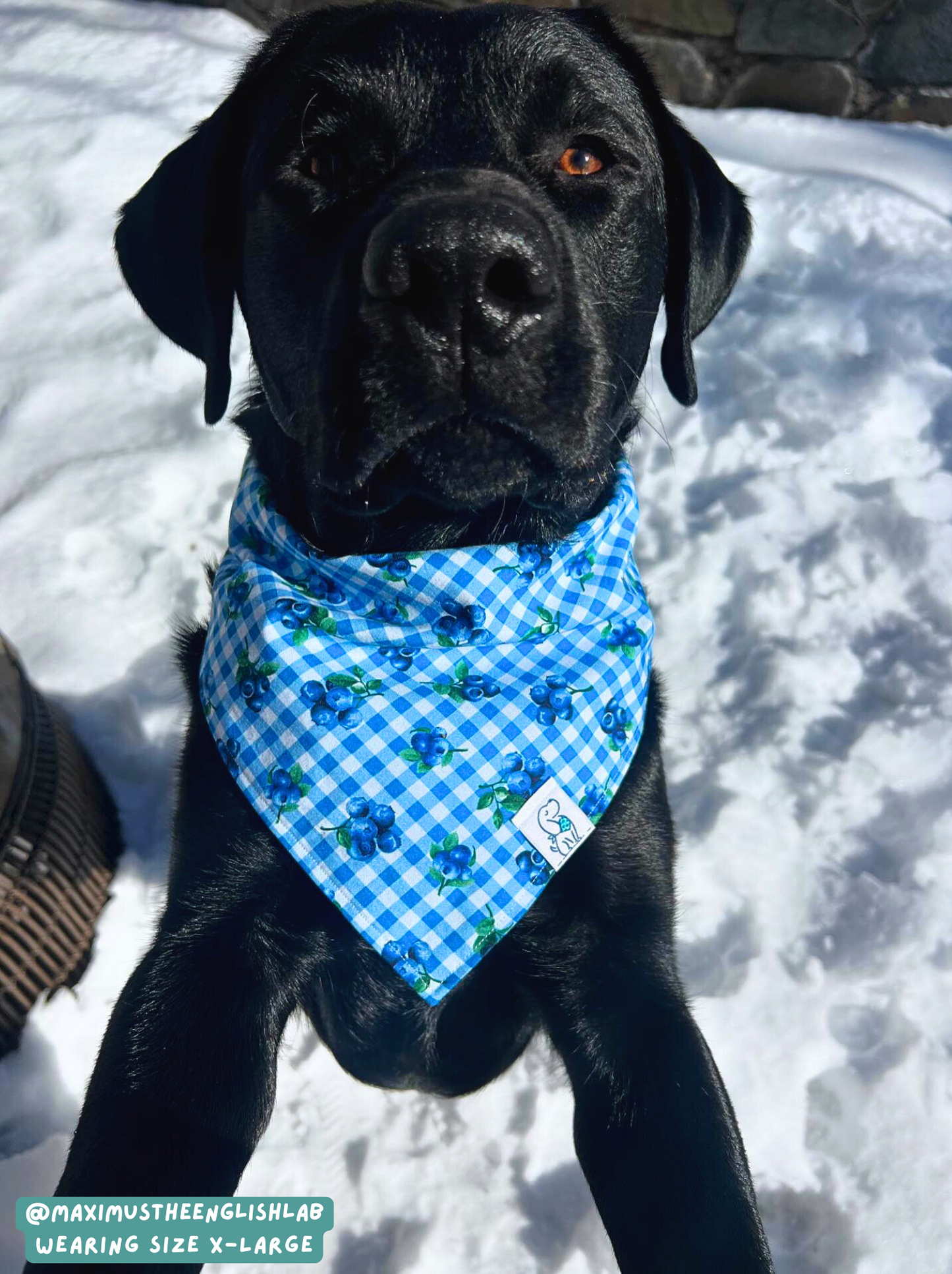 Berry Burst - Bandana