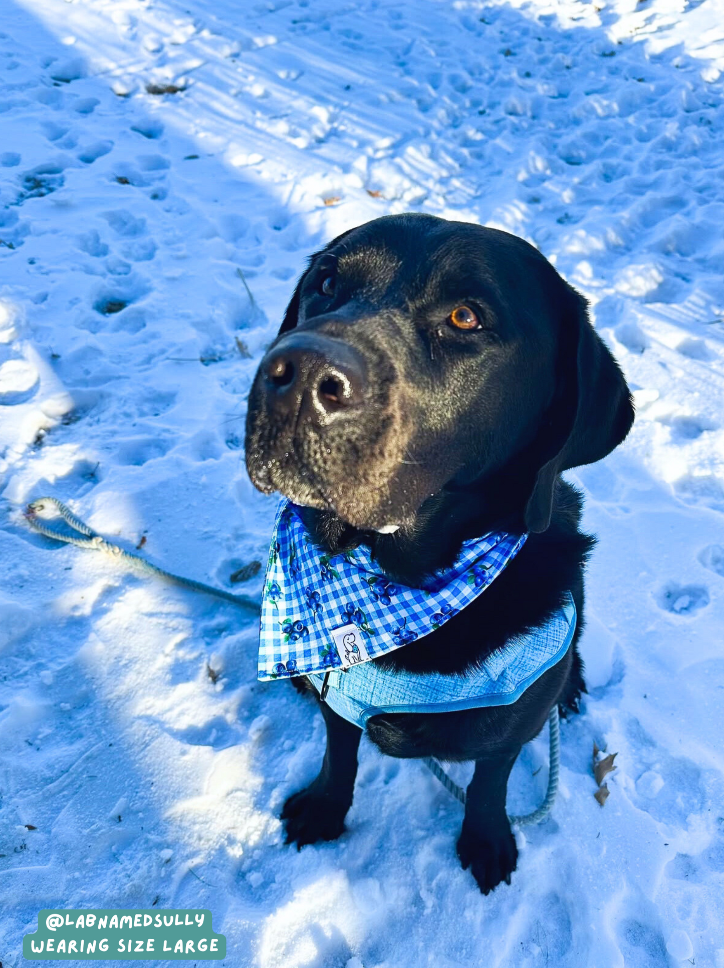 Berry Burst - Bandana