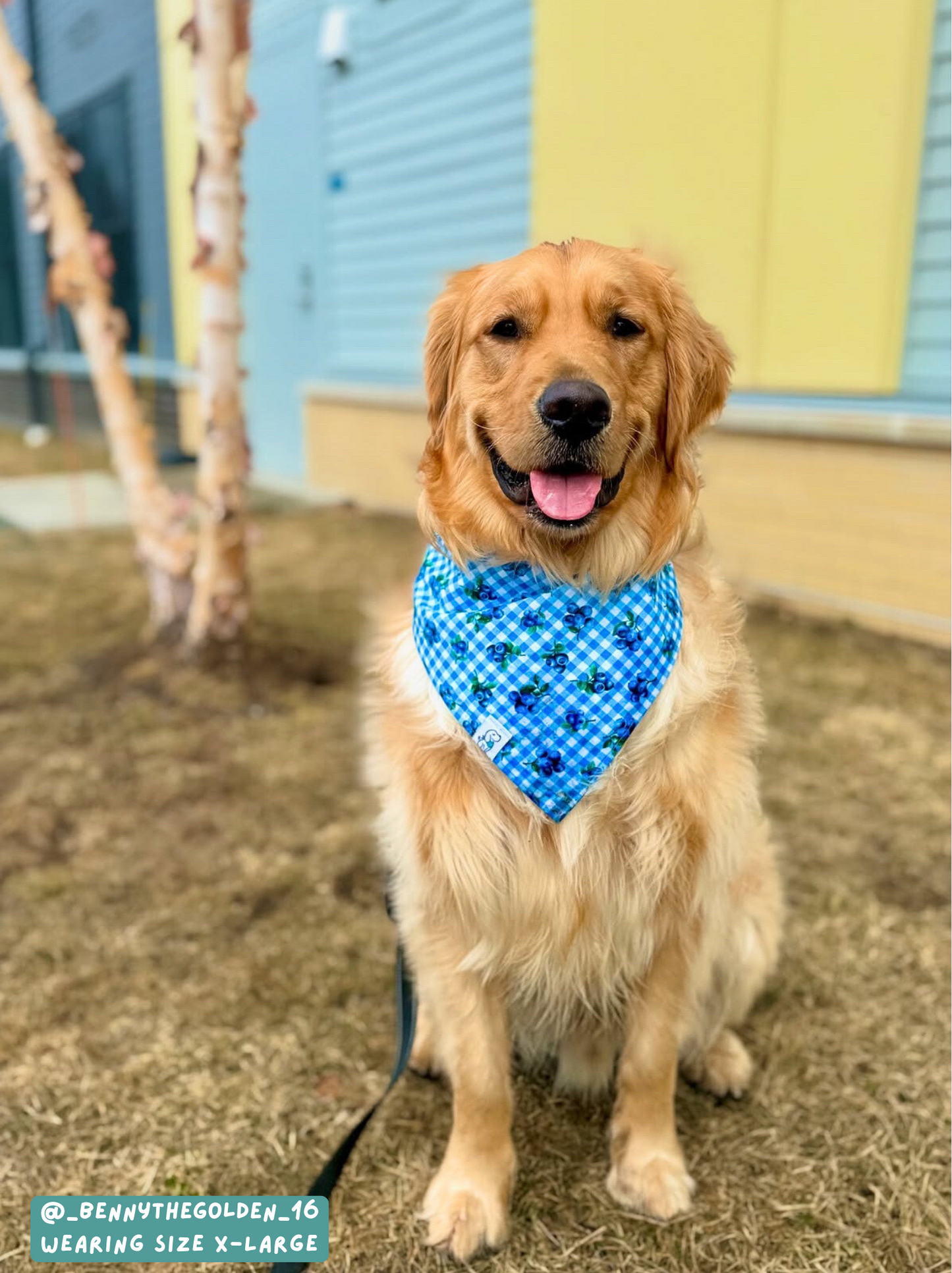 Berry Burst - Bandana