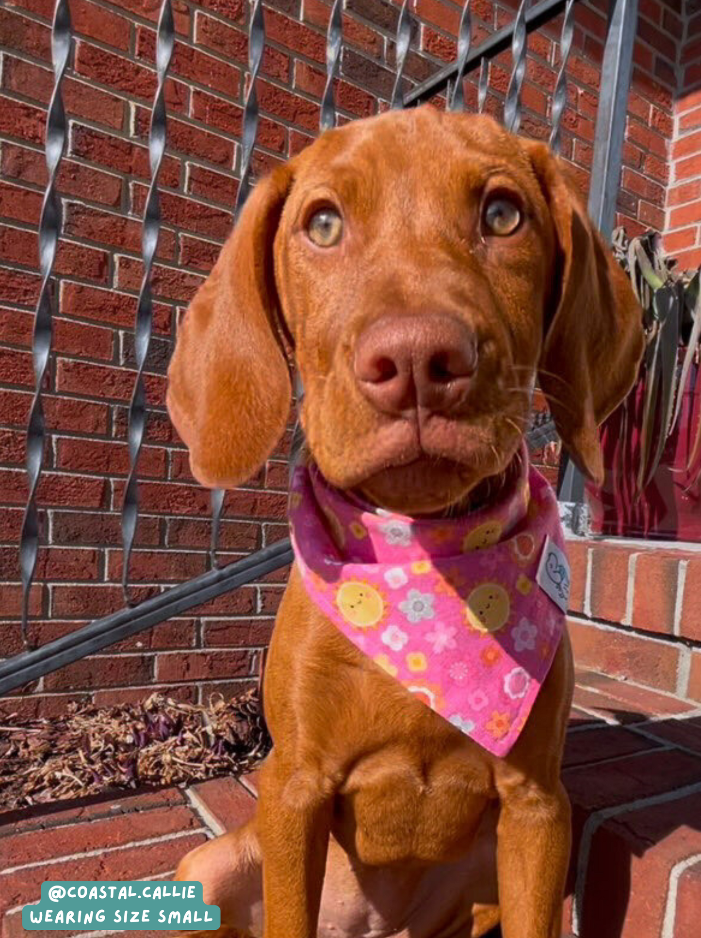 Sunny Day - Bandana