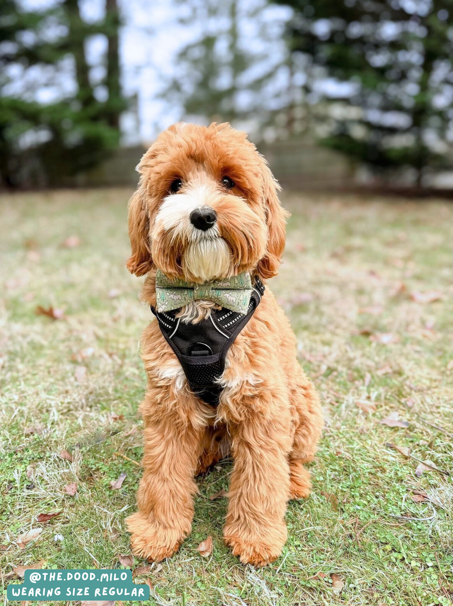 Moose Crossing - Bow Tie