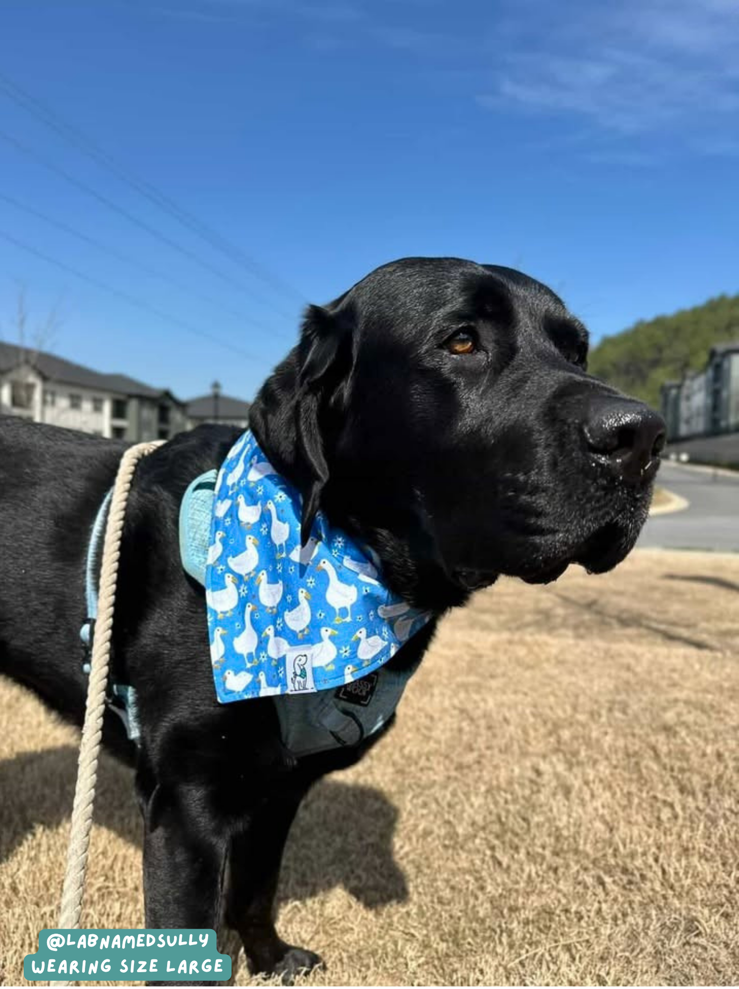 Silly Goose - Bandana