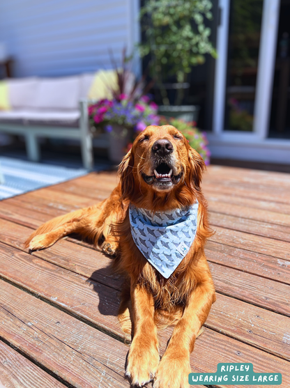 Shark Bite - Bandana