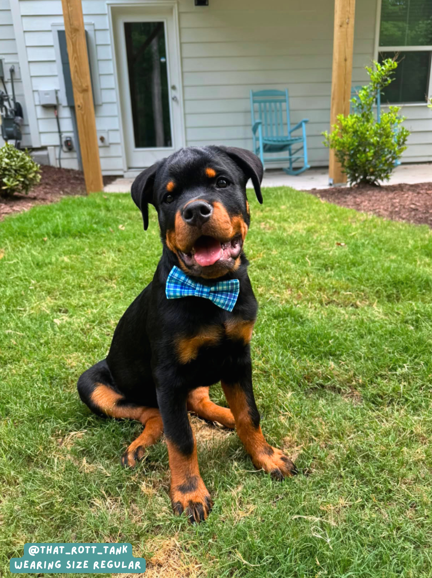 Gentleman - Bow Tie