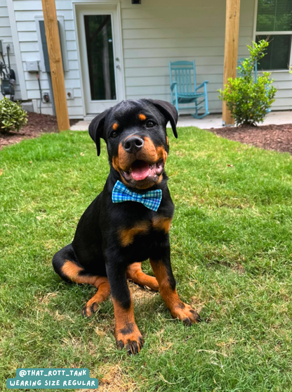 Gentleman - Bow Tie
