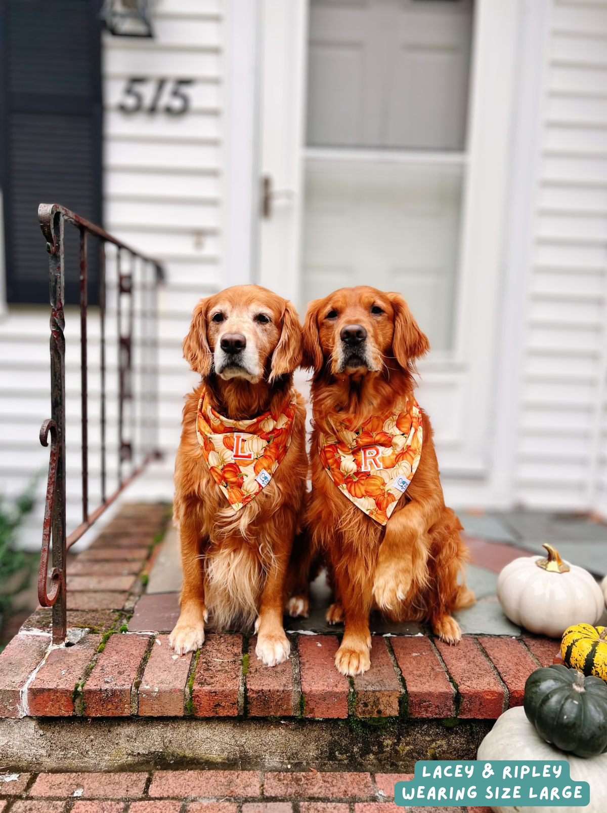Pumpkin Patch - Bandana