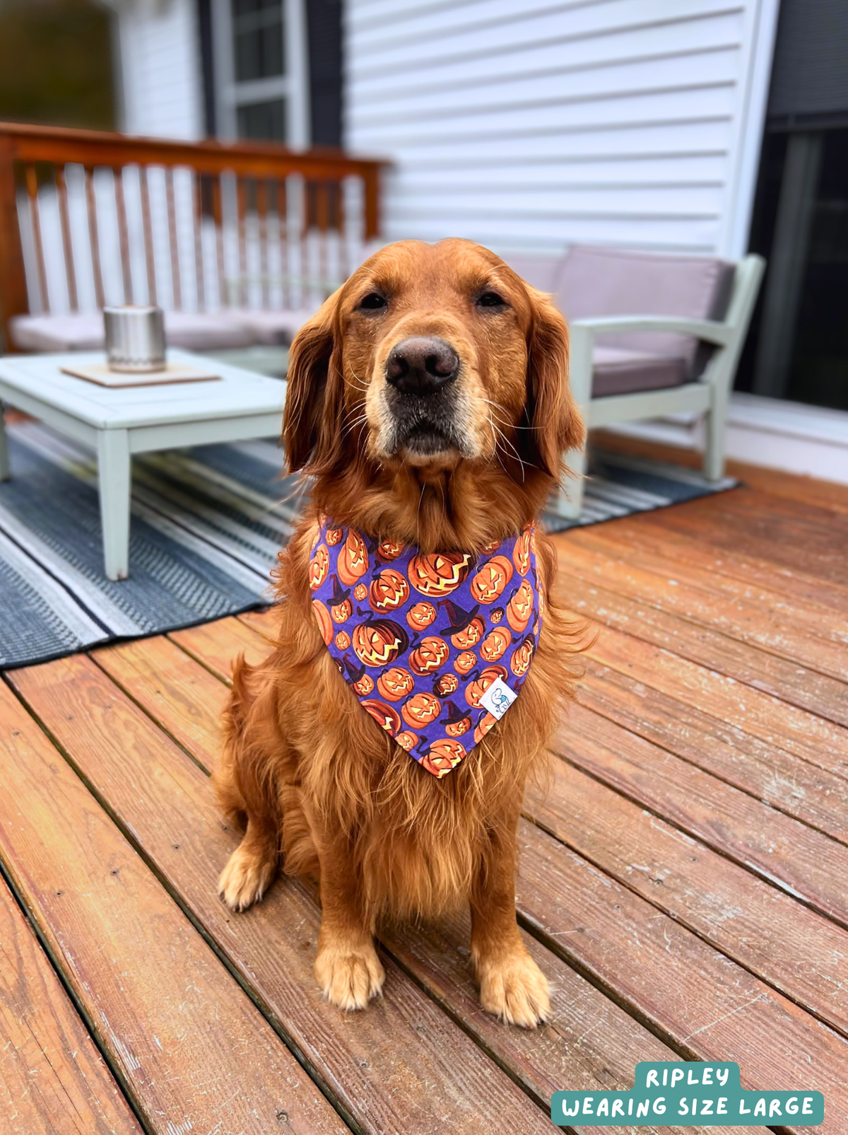 Spooky Pumpkins - Bandana🎃