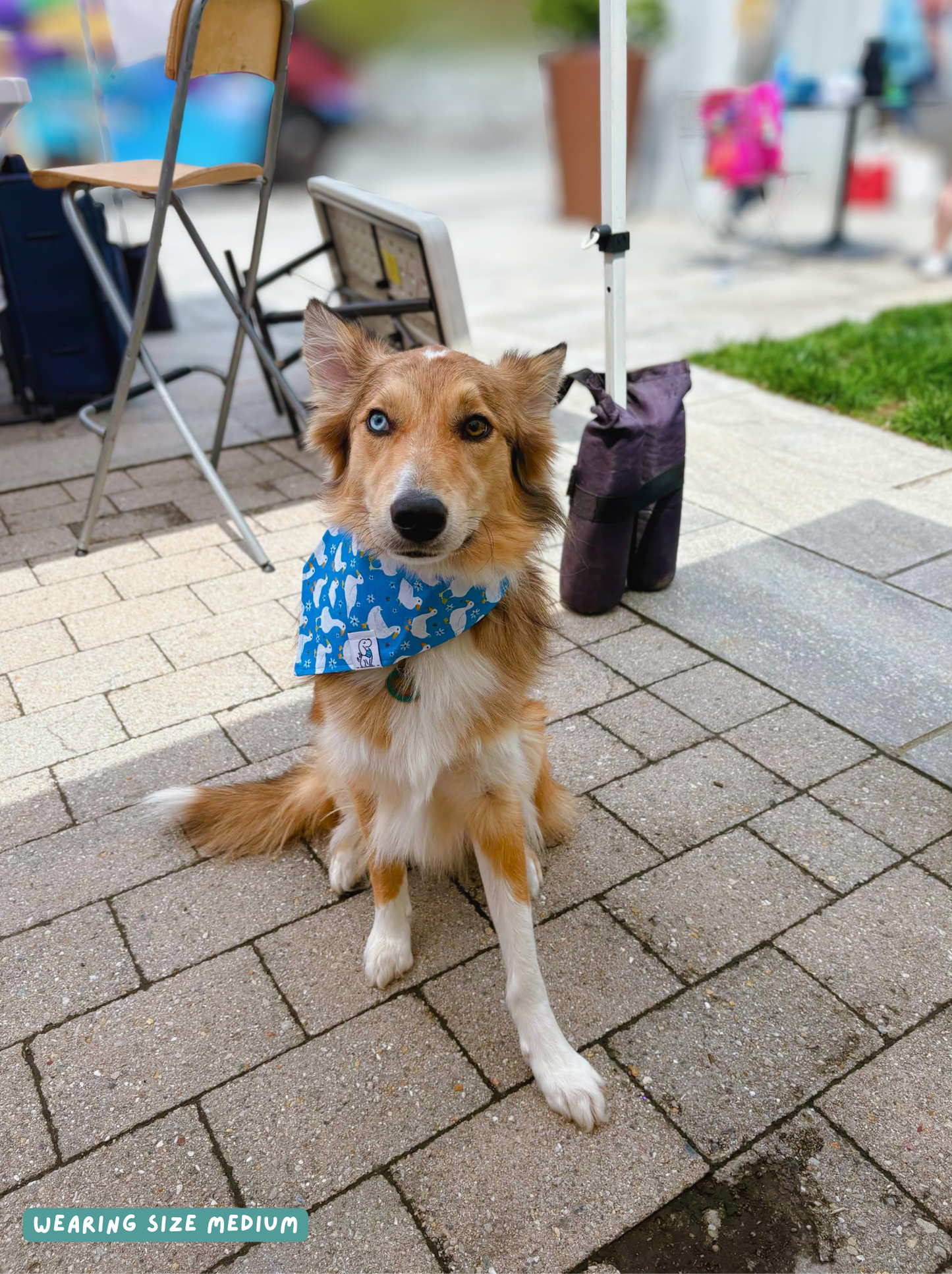 Silly Goose - Bandana