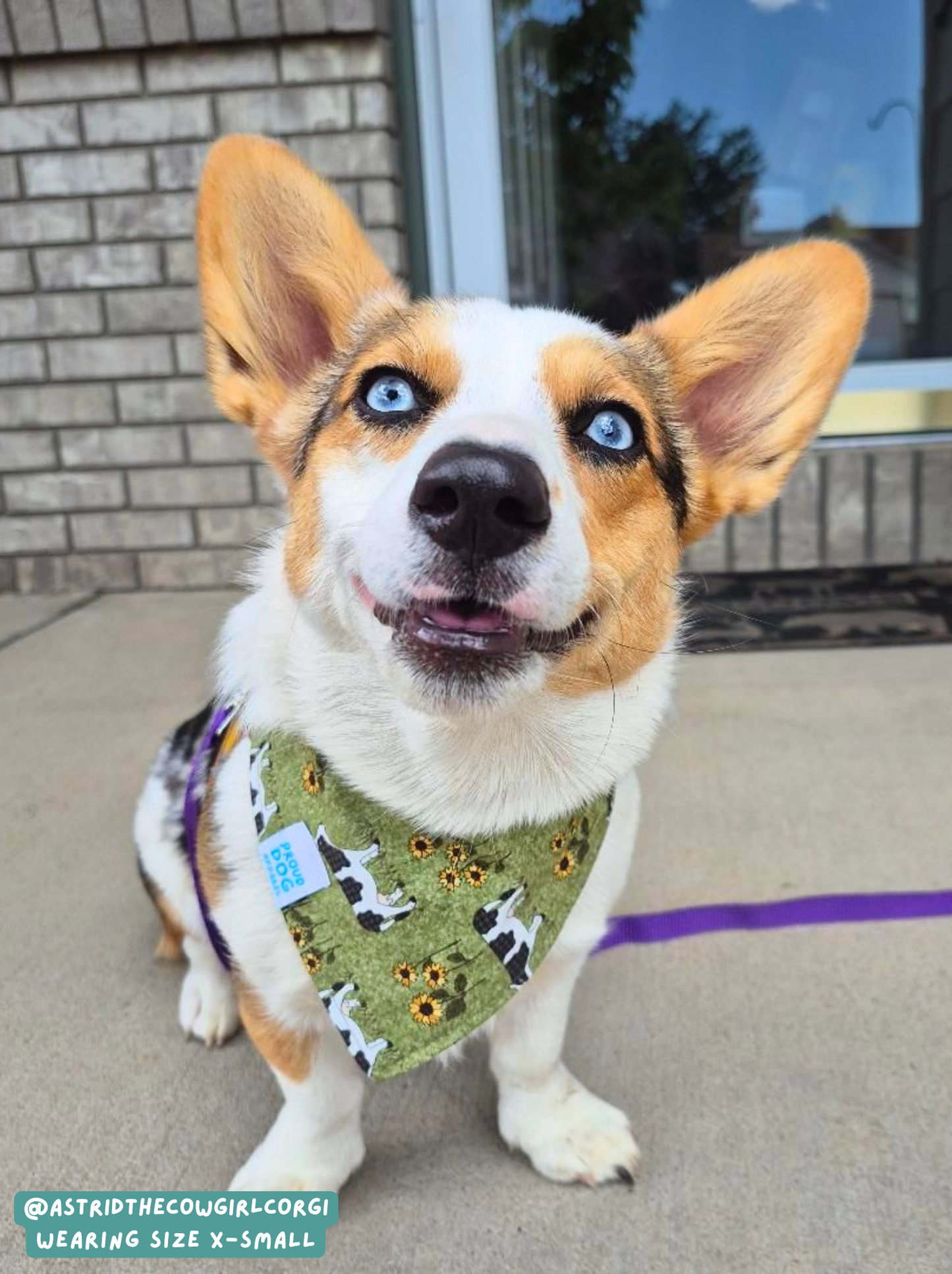 Moo Cow - Bandana