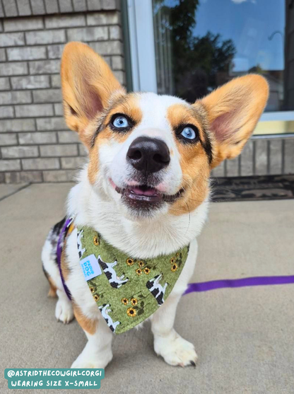 Moo Cow - Bandana