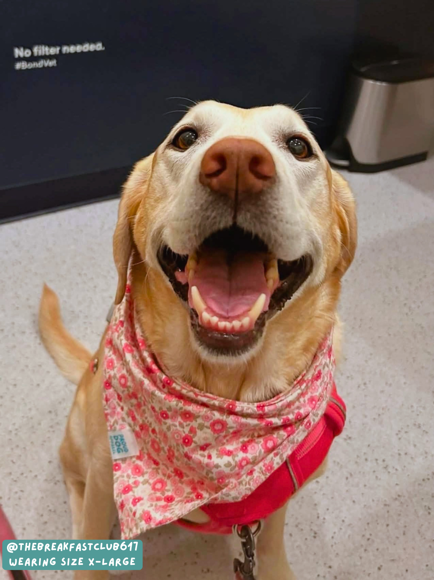 Sakura Tree - Bandana