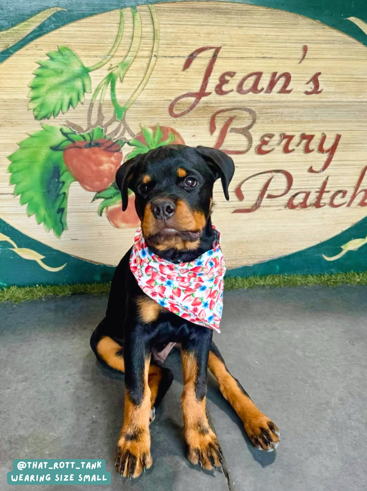 Fresh Berries - Bandana