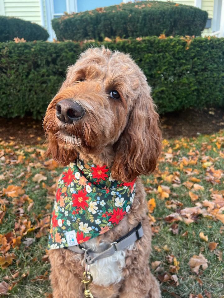 Poinsettia - Bandana🎄