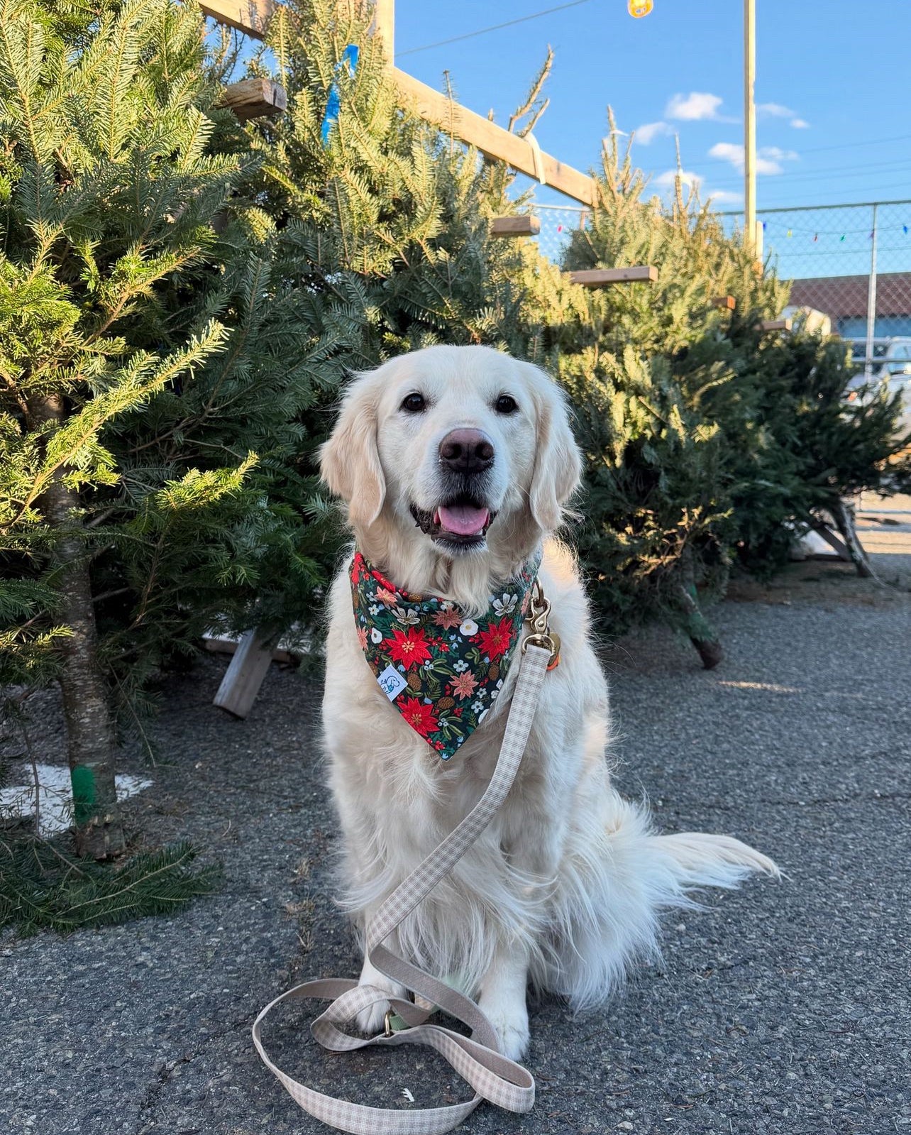 Poinsettia - Bandana🎄