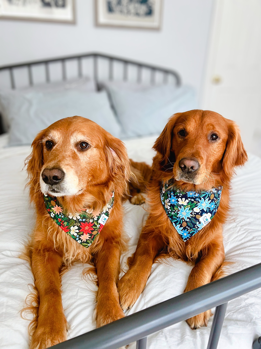 Blue Poinsettia - Bandana🎄